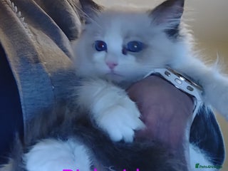 Ragdoll cats Ragdoll kittens GCCF registered ONE GIRL LEFT£995 - Advert 5