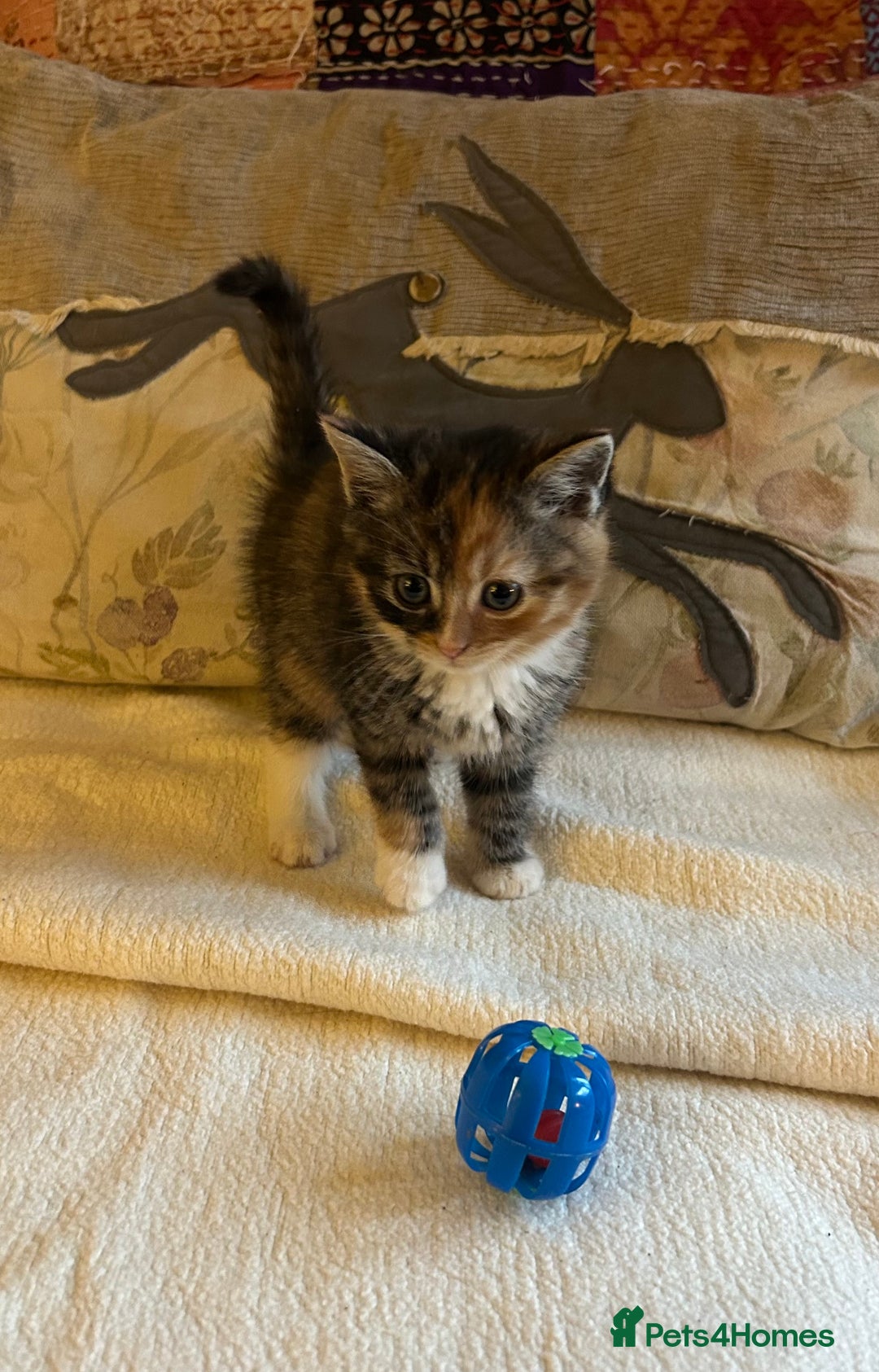 Persian cats for sale: GORGEOUS PERSIAN X KITTENS - Advert 6