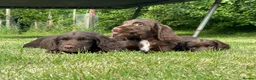 Sprocker dogs for sale: Sprocker ( Springer x Cocker ) pups for sale - Advert 9