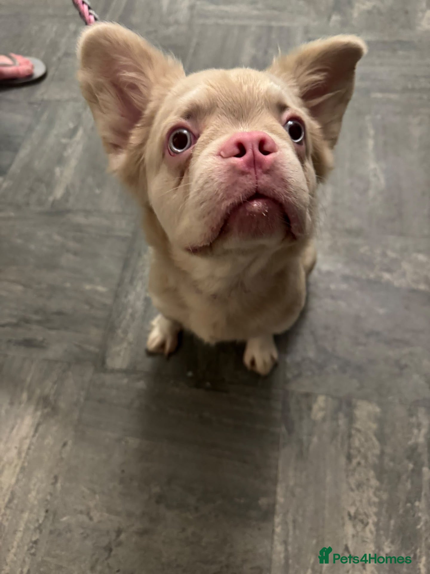 French Bulldog dogs Fluffy Pink French Bulldog - Advert 14