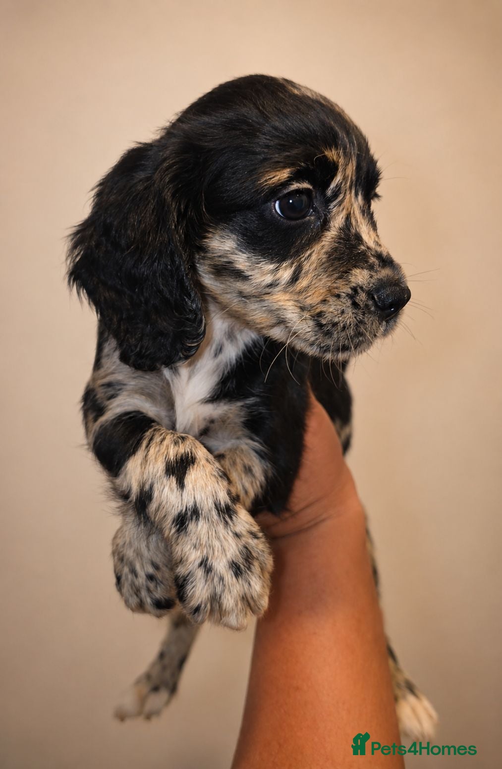 Cocker Spaniel dogs Last merle Cocker Spaniel - REDUCED🐾  - Advert 2