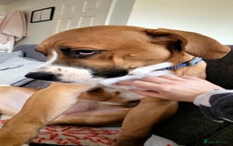 Mixed Breed dogs for sale: Millie to be rehomed - Image 16