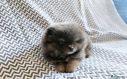 Pomeranian dogs for sale: True to type beautiful blue/choco pomeranians boy  - Image 4