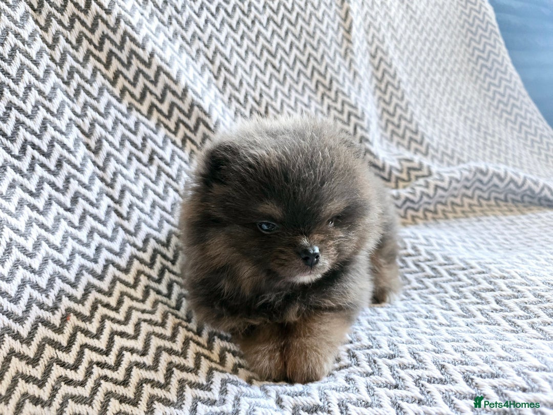 Pomeranian dogs for sale: True to type beautiful blue/choco pomeranians boy  - Image 4