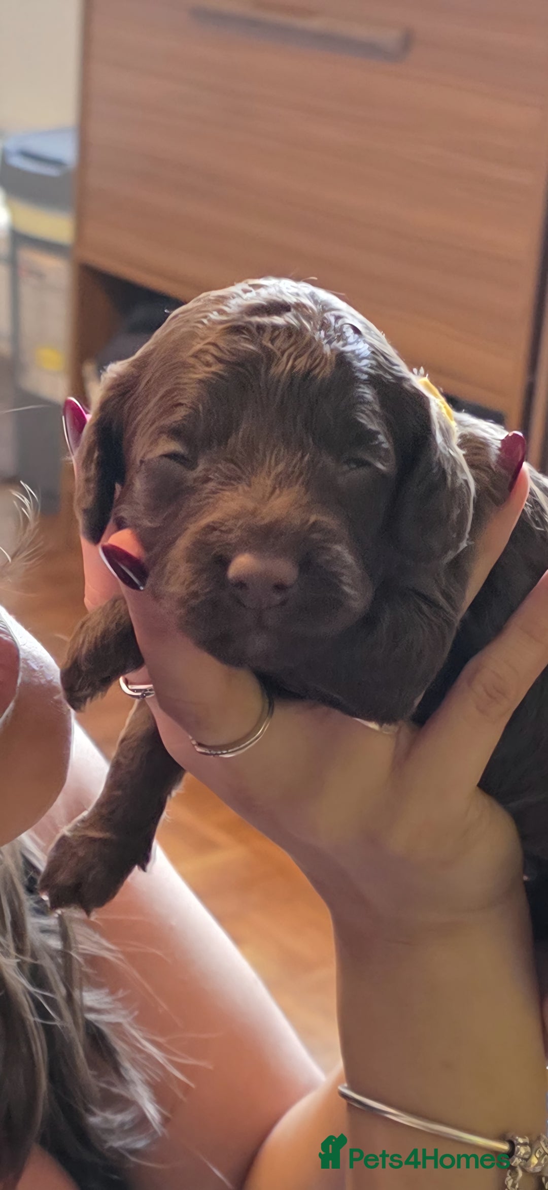 Cockapoo dogs for sale: Adorable F2b Cockapoo Puppies – Ready to Reserve  - Image 25