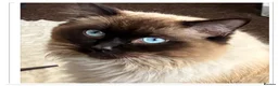 Ragdoll cats for sale: 6 cute pure breed Ragdoll kittens 2 boys 4 girls  - Advert 4