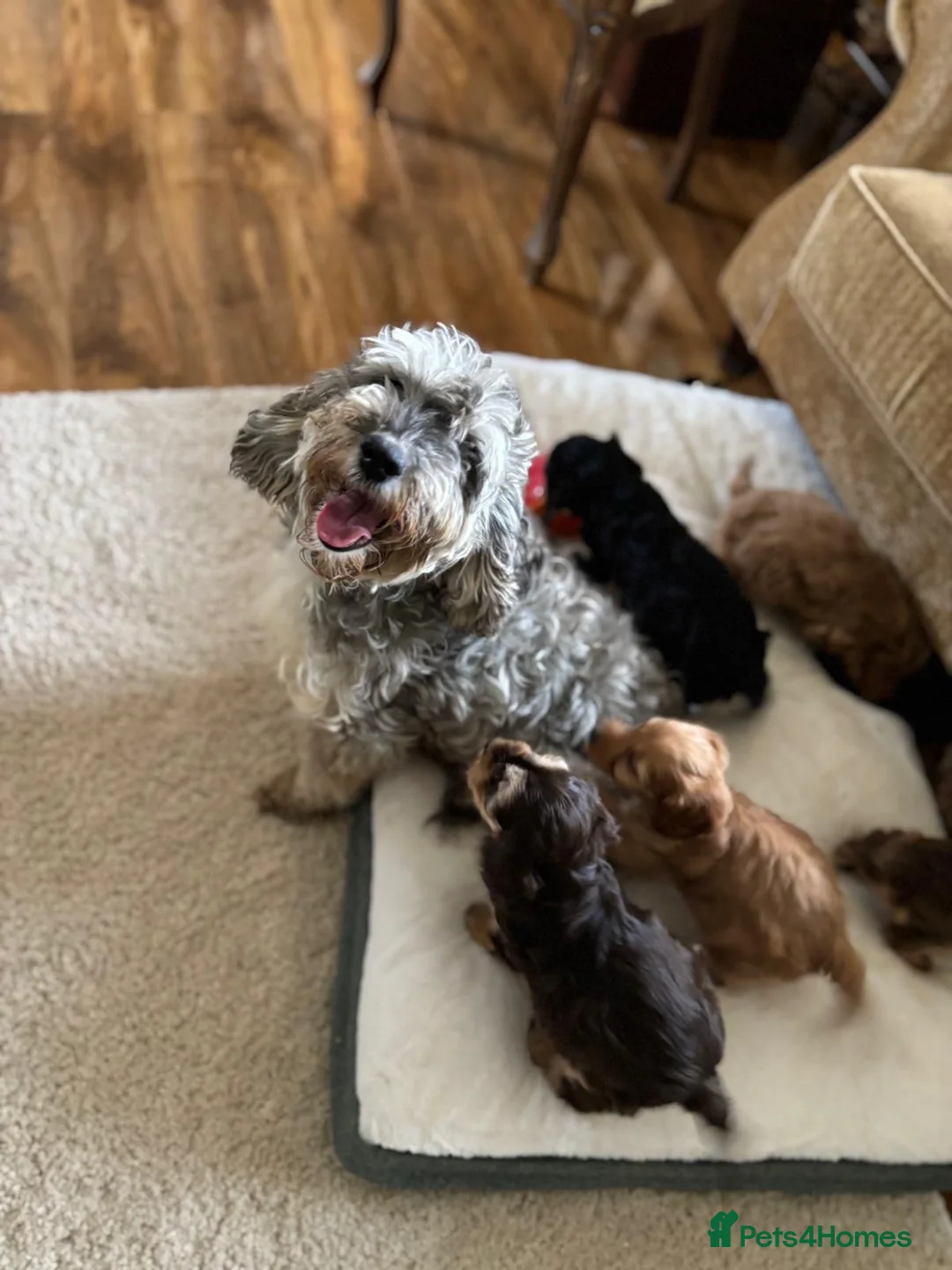 Cockapoo dogs for sale: LICENSED BREEDER QUALITY HEALTH TESTED COCKAPOOS - Advert 2