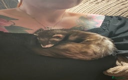 Ferret rodents for sale: 2 Bonded male ferrets, cage and full set up - Image 9