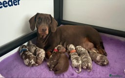 Miniature Dachshund dogs for sale: Ready to leave in 2 weeks - 7 miniature dachshunds - Image 9