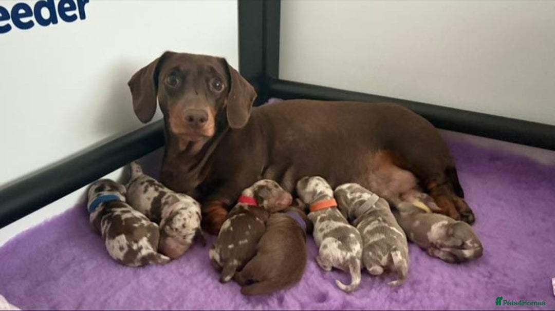 Miniature Dachshund dogs for sale: Ready to leave in 2 weeks - 7 miniature dachshunds - Image 9