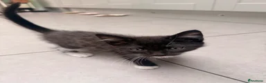 Kitten 6