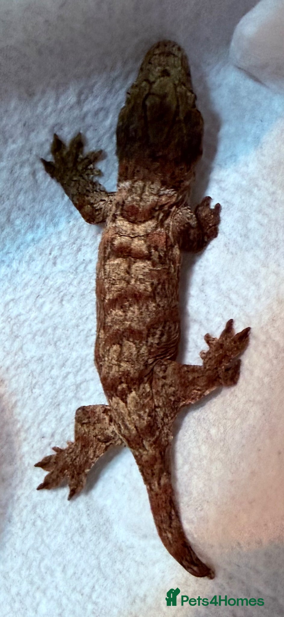 Lizard reptiles Baby Leachianus Geckos  Dark Morph  - Advert 6
