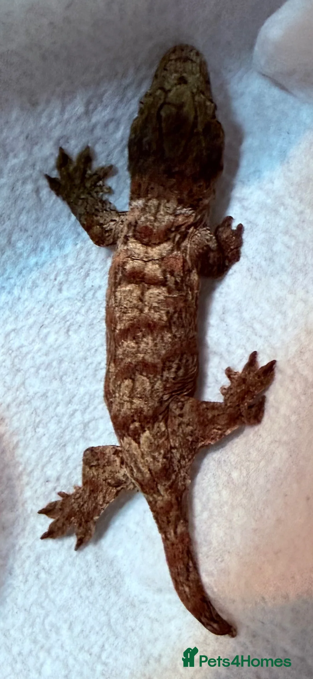Lizard reptiles for sale: Baby Leachianus Geckos  Dark Morph  - Advert 1