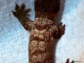 Lizard reptiles Baby Leachianus Geckos Dark Morph - Advert 6