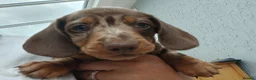 Miniature Dachshund dogs for sale: Miniature dachshund puppies  - Advert 9