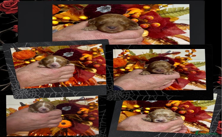 Cavapoo dogs - Advert 4