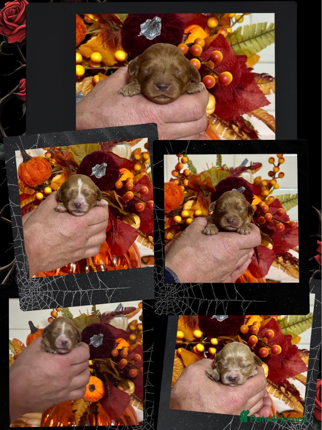 Cavapoo dogs for sale: 4 f1 ruby red Cavapoo babies looking for families  - Image 1