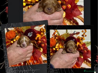Cavapoo dogs - Advert 23