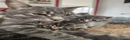 Mixed Breed cats for sale: Beautiful litter of four kittens  in Kinross - Advert 16