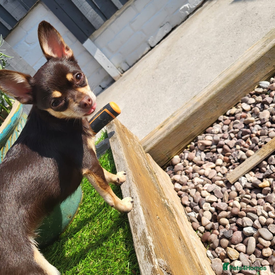 Chihuahua dogs for sale: 2 Tiny Male Chihuahuas (very small) - Advert 2