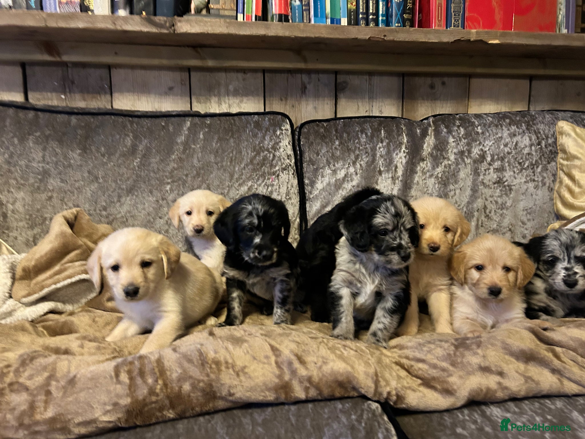 Labradoodle dogs Beautiful rainbow litter of F1 labradoodle puppies - Advert 10