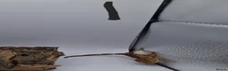 Gecko reptiles for sale: Crested and chahouas geckos - Advert 2