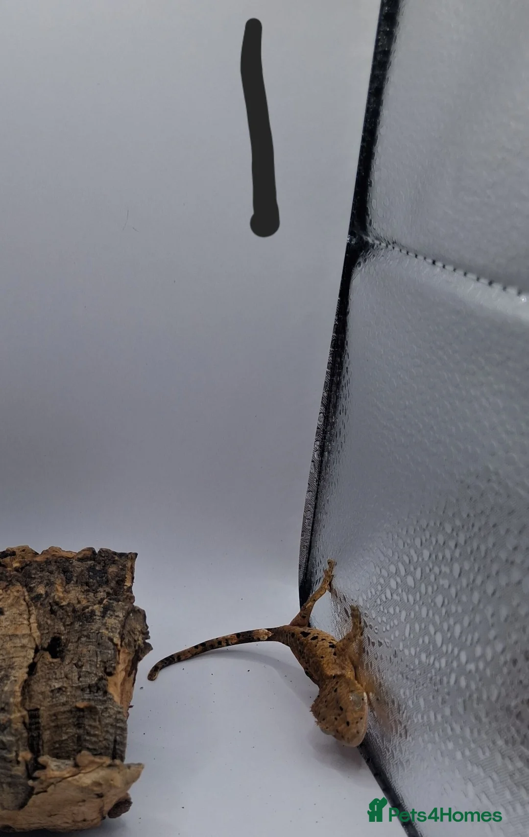 Gecko reptiles for sale: Crested and chahouas geckos - Advert 2
