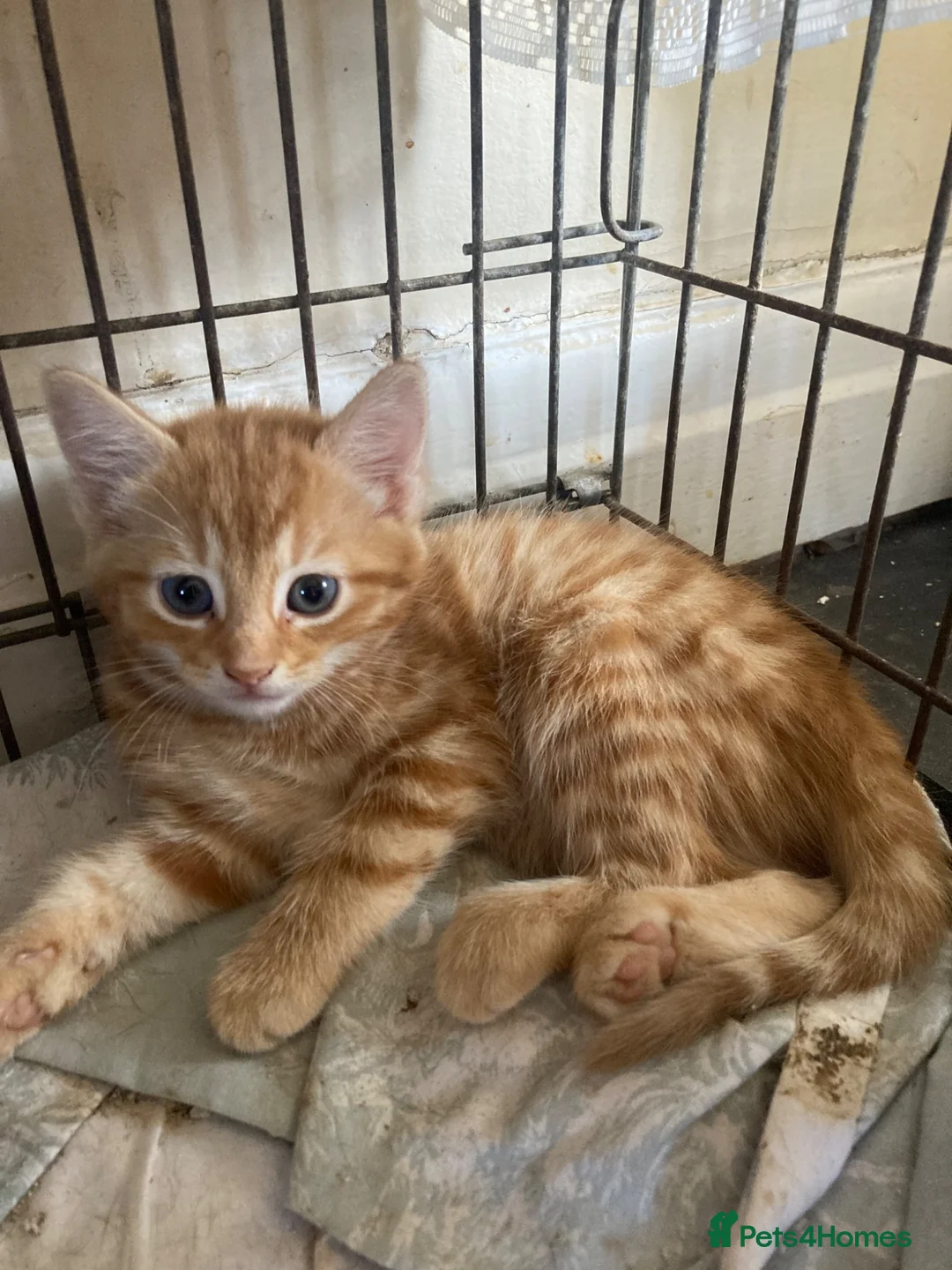 Maine Coon cats for sale: Kittens Maine coon  - Advert 24