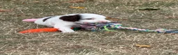 Cockapoo dogs for sale: F1 Cockapoos Full DNA 5⭐️ Licensed Breeder  - Advert 14