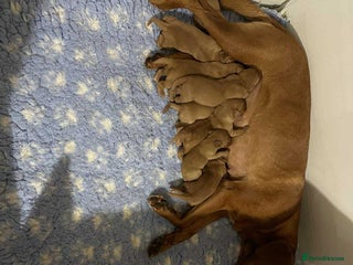 Labrador Retriever dogs - Advert 5
