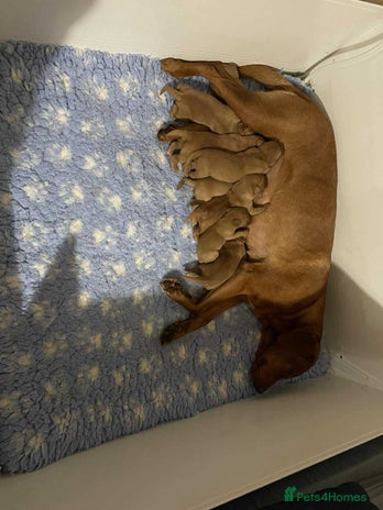Labrador Retriever dogs - Advert 1