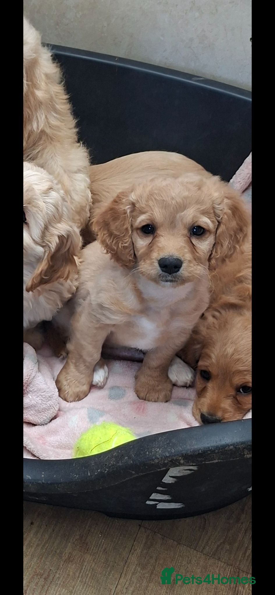 Cavapoochon dogs Gorgeous Cavapoochon Puppies  - Advert 1