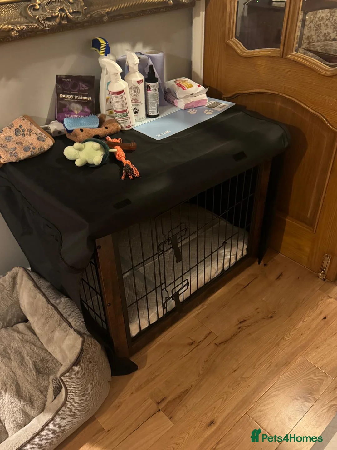 Maltipoo dogs for sale: F1 MALTIPOO PUPPY BOY Cream Colour 10 Weeks Old - Advert 10