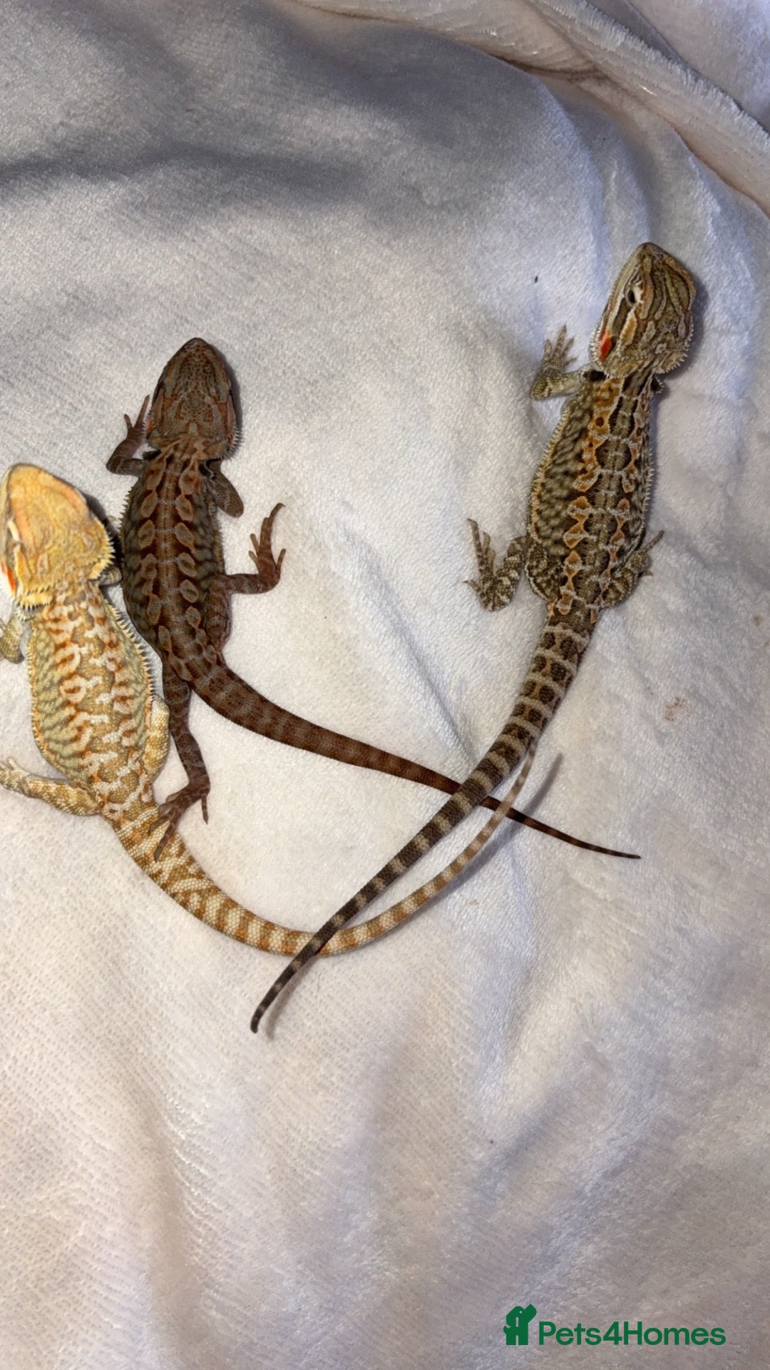 Bearded Dragon reptiles Bearded dragon babies - Advert 1
