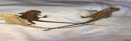 Bearded Dragon reptiles for sale: Bearded dragon babies - Advert 1
