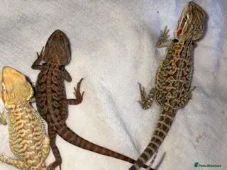 Bearded Dragon reptiles Bearded dragon babies - Advert 1