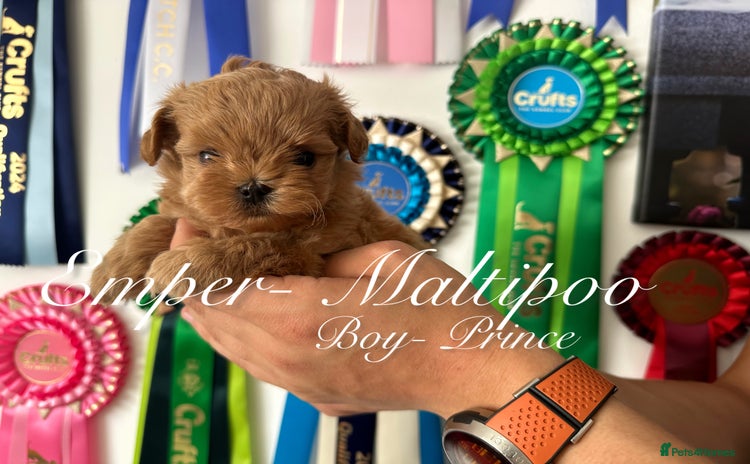 Maltipoo dogs - Advert 1