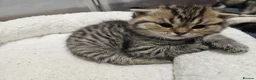 Scottish Fold cats for sale: Stunning Scottish Fold & Scottish Straight Kittens in Peterborough - Advert 16
