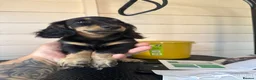 Miniature Dachshund dogs for sale: 🐾KC registered miniature dashunds now reduced 🐾 - Advert 9