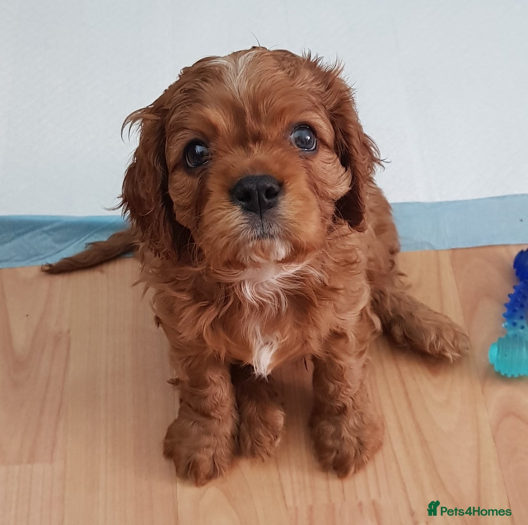 Cavalier King Charles Spaniel dogs for sale: 2 Cavalier king Charles puppies left - Image 22