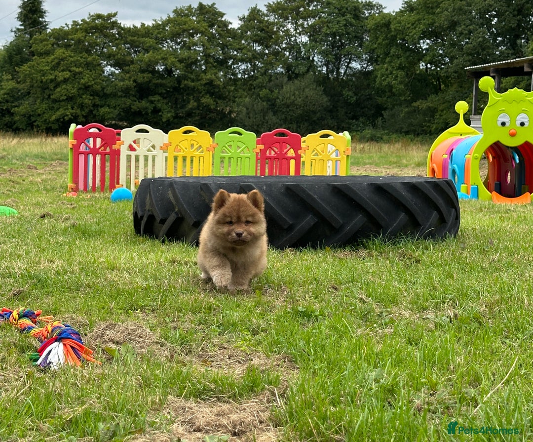 Chow Chow dogs for sale: Exotic colour chowsky puppies for sale  - Image 9