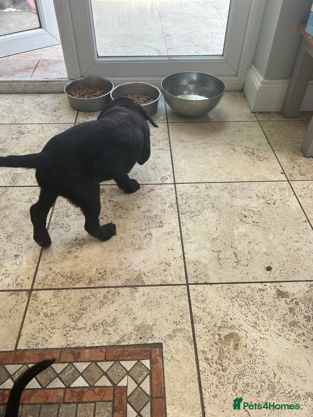 Goldador dogs for sale: One beautiful girl left from a litter of 10  - Image 3