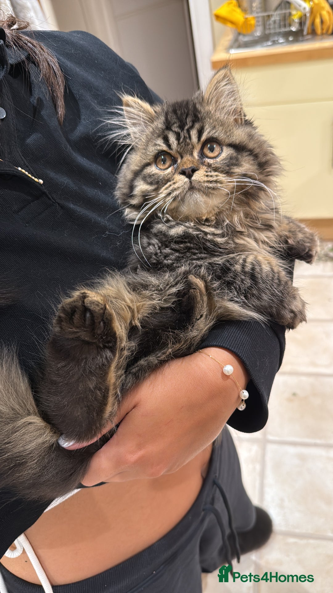 Persian cats for sale: 🐾 Loving Home Wanted for Our Beautiful Kitten 🐾 - Image 2