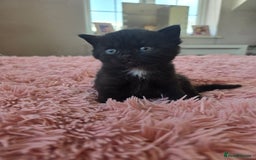 Mixed Breed cats for sale: Cross british short hair kittens in Rainham - Image 13