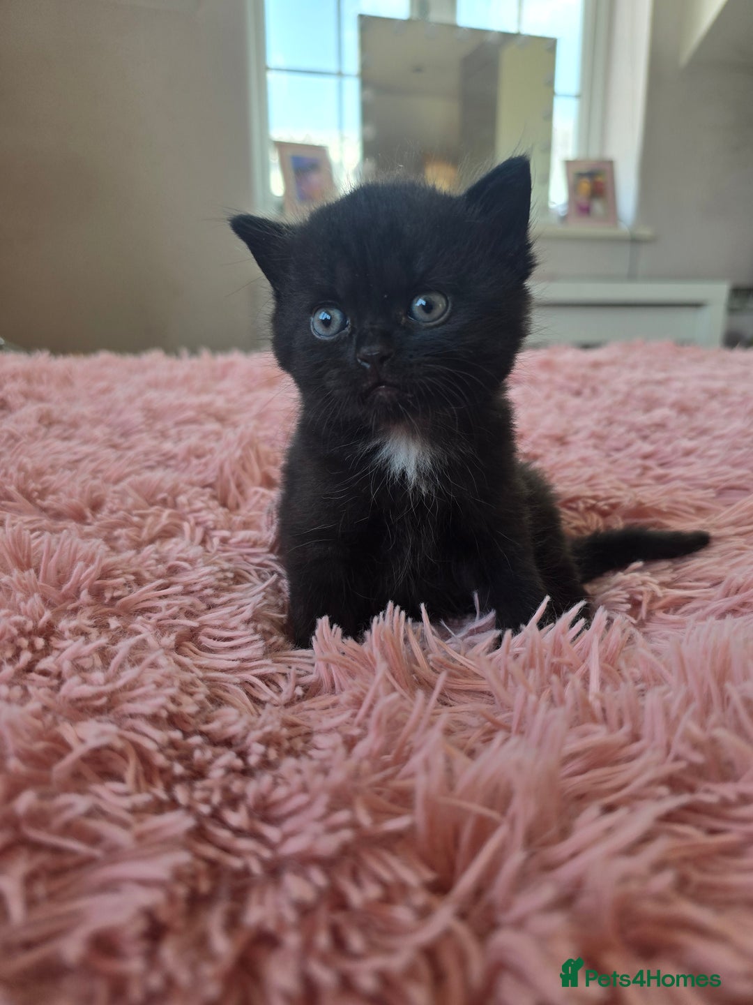 Mixed Breed cats for sale: Cross british short hair kittens in Rainham - Image 13