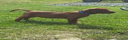 Labrador Retriever dogs for sale: Stunning litter of Fox red puppies  - Advert 15