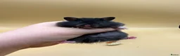 Hamster rodents for sale: Pedigree Syrian hamster pups  - Advert 8