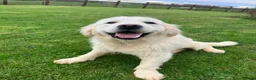 Golden Retriever dogs for sale: Adult Hansome Boy  - Advert 4