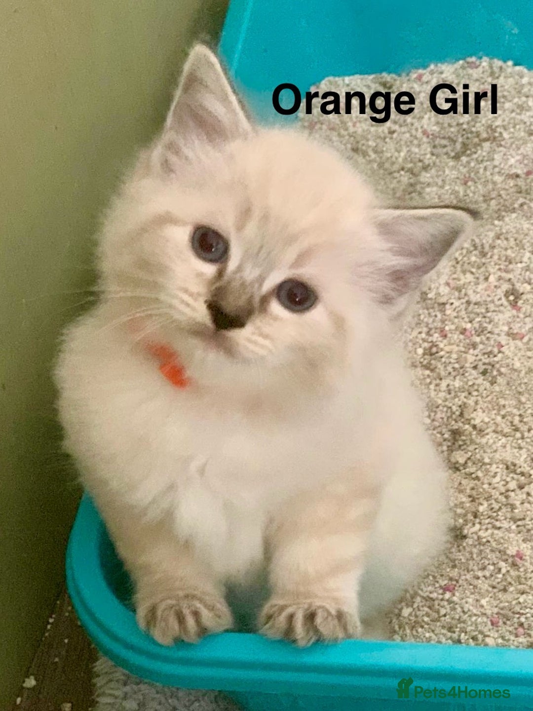 Ragdoll cats for sale: ❗️Charming Pure Ragdoll Kittens waiting love ❤️❗️ - Advert 4