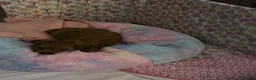 Cavapoo dogs for sale: Cavapoo puppy in Willenhall - Advert 8